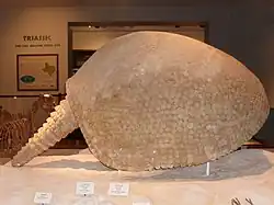 A photograph of a carapace and caudal armor of an individual of Glyptotherium cylindricum.