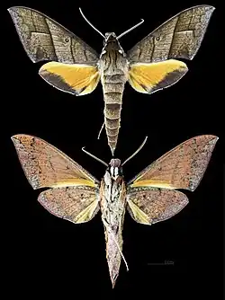 Gnathothlibus heliodes