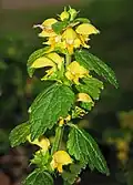 Yellow archangel.