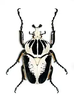 Goliathus regius, male, Musée d'Histoire Naturelle de Lille