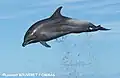 Bottlenose dolphin in Guadeloupe