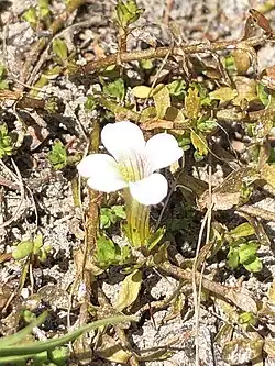 A small white flower