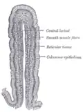 Vertical section of a villus from the dog's small intestine. X 80. (Simple columnar epithelium labelled at right, third from the top.)