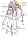 Bones of the left hand. Palmar surface. Trapezium shown in yellow.