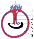 Diagram illustrating a later stage in the development of the umbilical cord. 1 Placental villi 2 Yolk-sac 3 Umbilical cord 4 Allantois 5 Heart 6 Digestive tube 7 Embryo 8 Amniotic cavity
