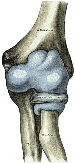 Capsule of elbow-joint (distended) seen from front