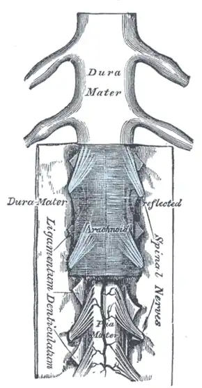 The medulla spinalis and its membranes.