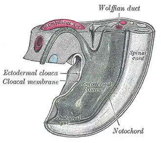 Tail end of human embryo from fifteen to eighteen days old.