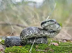 Close-up, eye-level view of a large snake outdoors, on green moss. The snake has shiny, gray-black scales dorsally, and cream-coloured ventral scales checked with large grey blotches. The snake's body is folded back on itself, and it has its tongue extended.