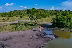 Lake Mburo National Park is a national park located in Nyabushozi County, Kiruhura District in Uganda.