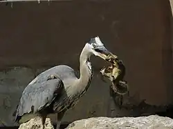 Eating a California ground squirrel