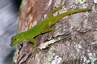 Bark anole