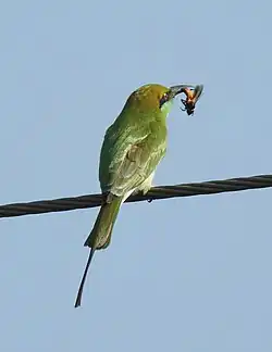 A predator, the Asian green bee-eater