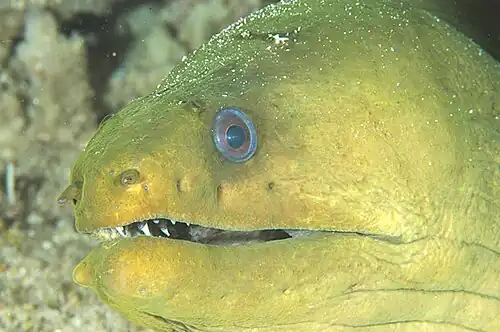 Green Moray Eel