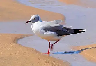 C. c. poiocephalus at Cape Vidal, South Africa