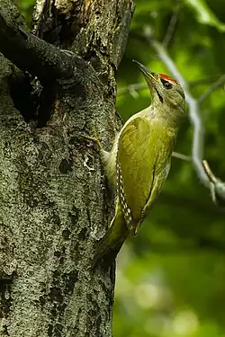 Grey-headed woodpecker