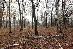 Winter view from Ahornsteig track