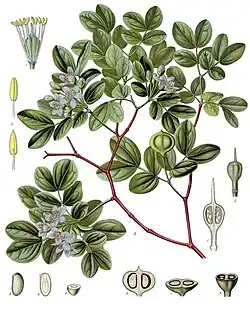 Guayacan (Guaiacum officinale)