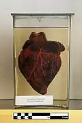 Maned wolf heart