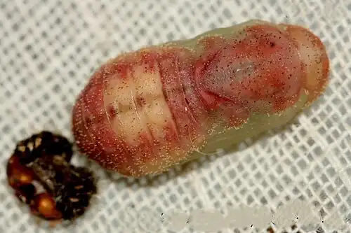 Pupa