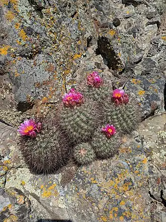 Growing on basalt outcrop in Kittitas County, Washington