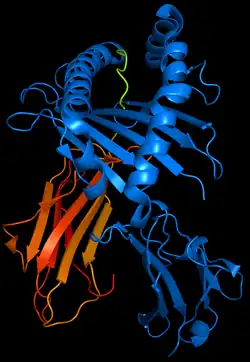 3D representation of HLA-B*5101 (blue) displaying HIV immunodominant epitope KM2 (green) PDB: 1e28