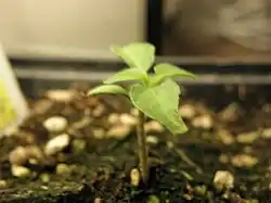 Habanero seedling