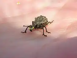 Hadramphus tuberculatus with pollen from Aciphylla aurea flower on rostrum
