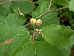 This-year's flower buds (below) and last-year's fruit (above) in August