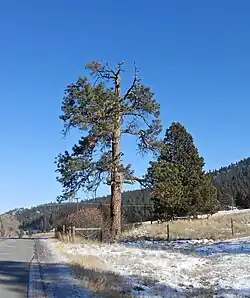 A photograph of a large pine tree