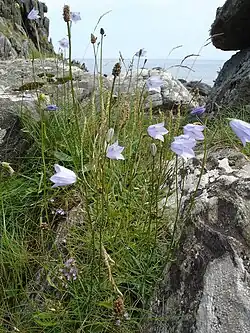 Harebell