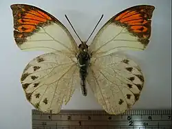 H. g. formosana female