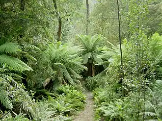 Image 6Temperate rainforest in Tasmania's Hellyer Gorge (from Forest)