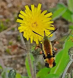 Adult Hemaris aethra moth hovering to feed on nectar from a hawkweed. Its proboscis is extended.