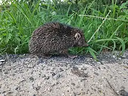 Gray hedgehog