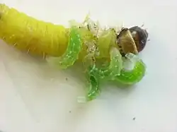 Later instar larvae