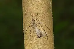 Fully immobilized the cicada