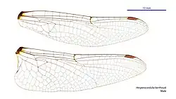 Male Hesperocordulia berthoudi wings