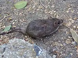 Brown and white long-tailed rat