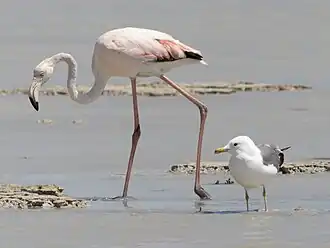 With a greater flamingo, in Bahrain