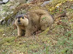 Brown marmot