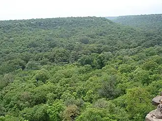 Hinglajgarh Forest in Madhya Pradesh