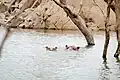 Hippopotamuses swimming in the reservoir