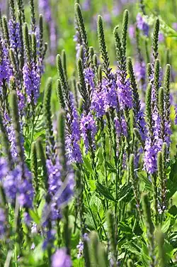 Hoary vervain in full bloom in prairie