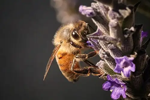 Honeybee on Lavender