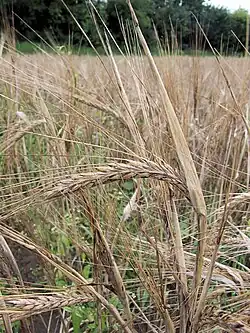 An ear of grain (barley)