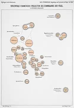 Cross section, lower