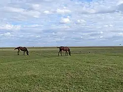 Horses graze in the Ishim basin nearby Novoishim in 2023
