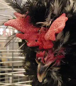 the head of a black cock, with a butterfly-shaped red comb