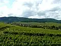 Vineyards in the Hunawihr hills.